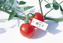 Lylyco, tomatoes for juice