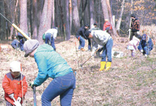 赤松林の植樹活動