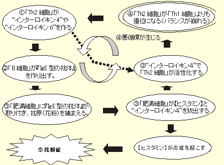 花粉症(1型アレルギー)のメカニズム