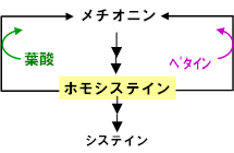 図1.葉酸およびベタインによるホモシステインからメチオニンへの代謝