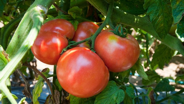 時期 トマト 植え付け トマトの育て方(大玉トマト）・植え付け、用土や株間、追肥や脇芽かき、収穫などの栽培管理