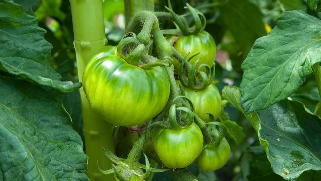 かんたん家庭菜園 プランターでトマト栽培 摘芯 病気対策 カゴメ株式会社