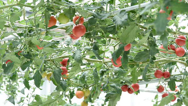 温室の天井に茎を広げて実を付ける「トマトの樹」