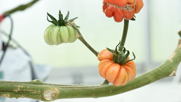 日本に最初に入ってきたトマトの原種