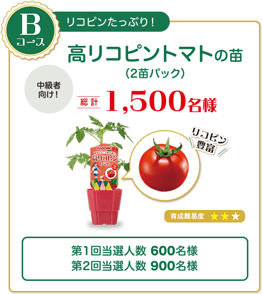 Bコース　リコピンたっぷり！高リコピントマトの苗（2苗パック）中級者向け！　総計1,500名様　育成難易度★★　第1回当選人数 600名様第2回当選人数 900名様