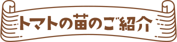 トマトの苗のご紹介