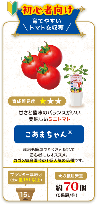 初心者向け　育てやすいトマトを収穫　育成難易度★　甘さと酸味のバランスがいい美味しいミニトマト　こあまちゃん