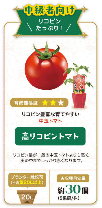 中級者向け　リコピンたっぷり！育成難易度★★　リコピン豊富な育てやすい中玉トマト　高リコピントマト