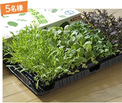 タキイ種苗株式会社