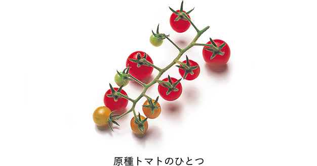 カゴメ株式会社 自然を おいしく 楽しく 野菜でもっと健康に トマト大学 文学部