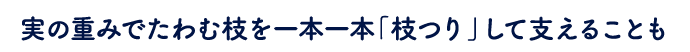 実の重みでたわむ枝を一本一本「枝つり」して支えることも