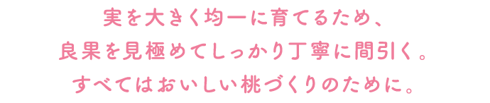 実を大きく均一に育てるため、良果を見極めてしっかり丁寧に間引く。すべてはおいしい桃づくりのために。