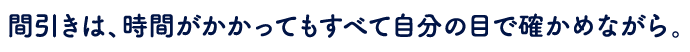 間引きは、時間がかかってもすべて自分の目で確かめながら。