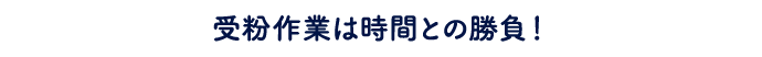 受粉作業は時間との勝負!
