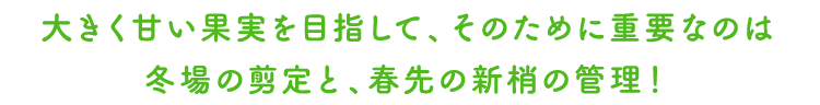 大きく甘い果実を目指して、そのために重要なのは冬場の剪定と、春先の新梢の管理!