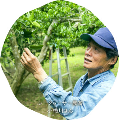 シークヮーサー農家 小橋川さん