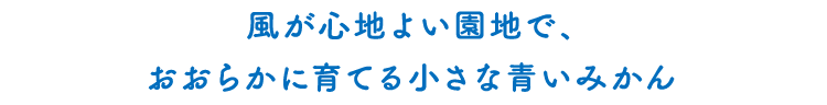 風が心地よい園地で、おおらかに育てる小さな青いみかん