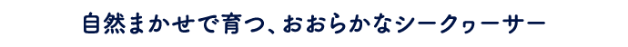 自然まかせで育つ、おおらかなシークヮーサー