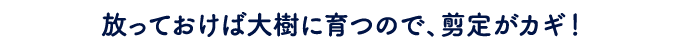 放っておけば大樹に育つので、剪定がカギ!