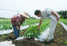 A Kagome staff member giving guidance on cultivation