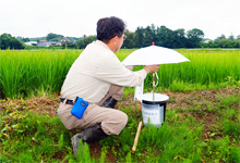 Installation of traps to catch insects