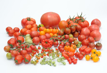 Diverse tomatoes created from abundant genetic resources