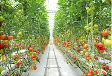 Large glass greenhouse in the vegetable garden