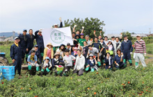 Tomato planting and harvesting in Yoichi Town, Hokkaido