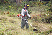Undergrowth mowing at Kagome Forest