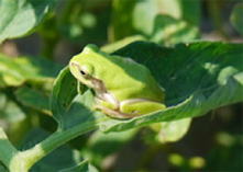 Japanese tree frog