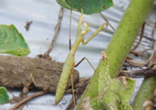 Japanese giant mantis