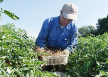 A researcher conducting a survey of spiders