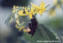 The native species, Bombus ignitus