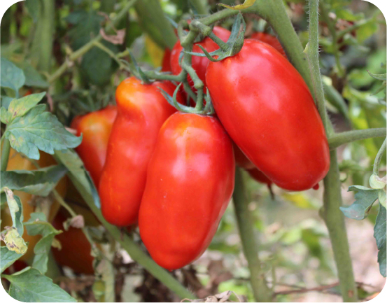 環境マネジメントシステム