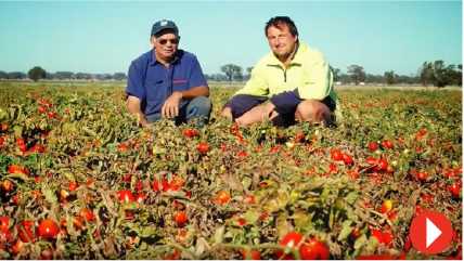 海外トマト原料の栽培と加工～オーストラリア～