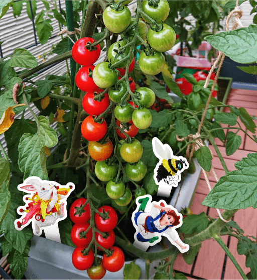トマトの苗で楽しむわくわくおうちガーデニング
