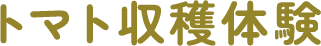 トマト収穫体験