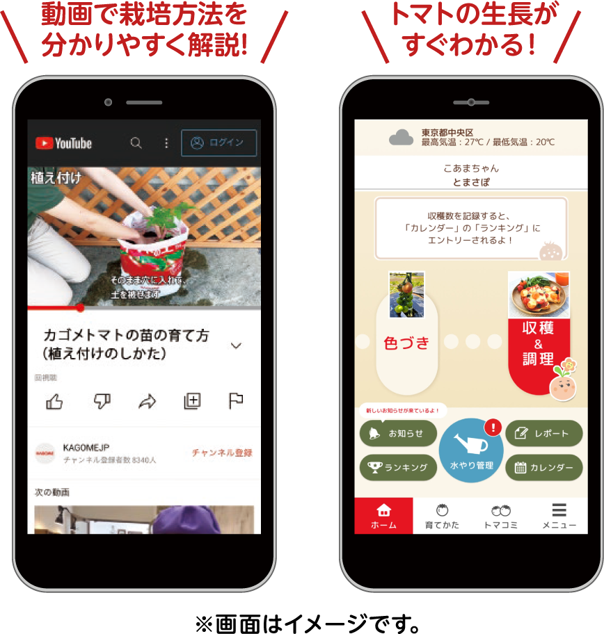 動画で栽培方法を分かりやすく解説!トマトの生長がすぐわかる!