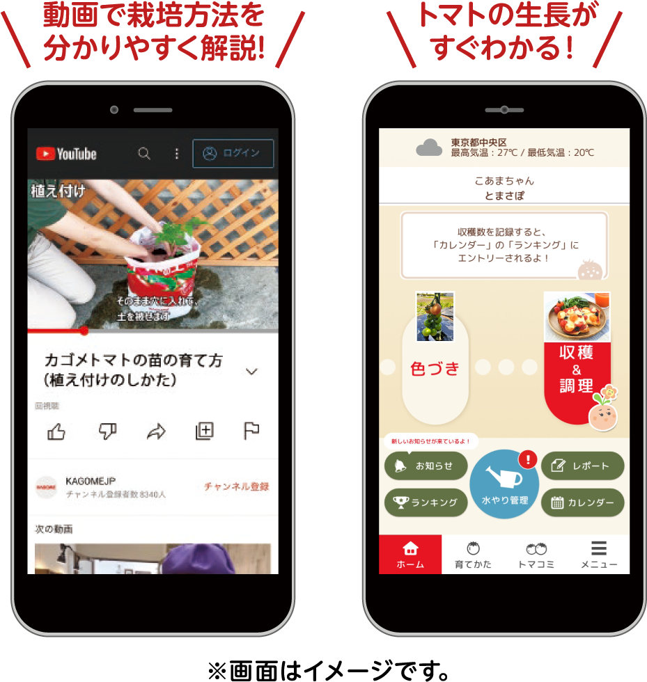 動画で栽培方法を分かりやすく解説!トマトの生長がすぐわかる!