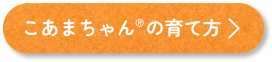 こあまちゃんの育て方