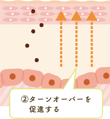ターンオーバーを促進する