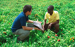 /library/company/about/info/stories/tomatosupplier/img/img_01.jpg