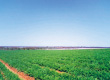 /library/company/about/info/stories/tomatosupplier/img/img_photo_03.jpg