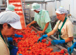 /library/company/about/info/stories/tomatosupplier/img/img_photo_04.jpg