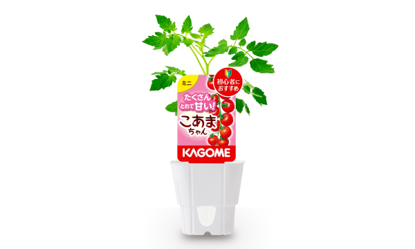 ケーリッシュ ケーリッシュ