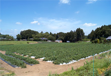 /library/company/csr/environment/activity/biodiversity/img/img_01.jpg
