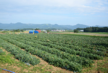 生態系豊かな里山のトマト畑