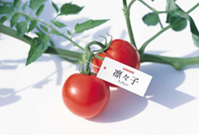 トマトジュース用トマト「凛々子(りりこ)」