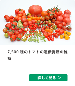 7,500 種のトマトの遺伝資源の維持