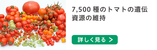 7,500 種のトマトの遺伝資源の維持